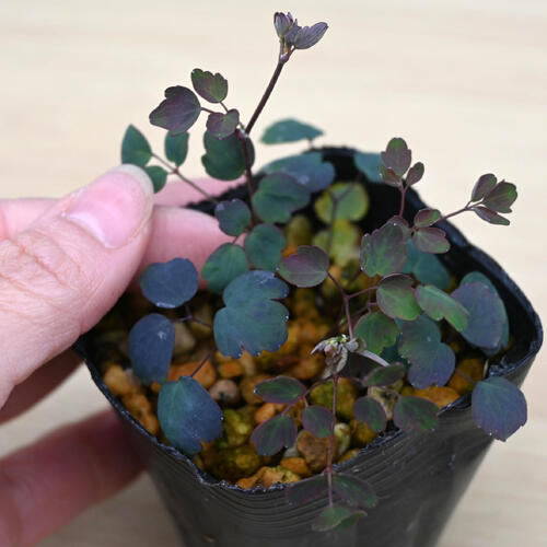 赤花系多弁咲台湾バイカカラマツ ポット苗 多年草 山野草 梅花カラマツ