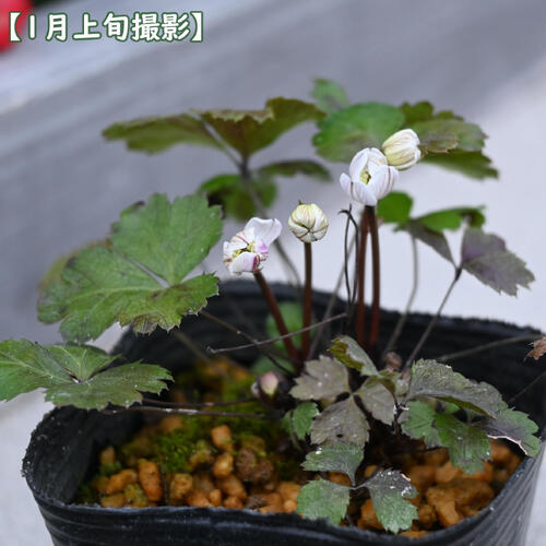 越路オウレン ポット苗 多年草 常緑 山野草 ミツバノバイカオウレン