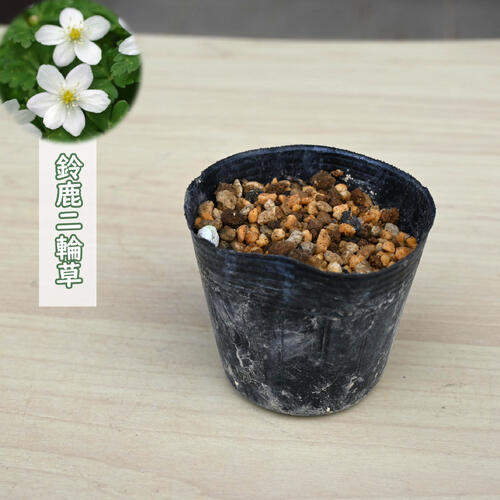樂天商城 - 鈴鹿二輪草 ポット苗 多年草 山野草 ニリンソウ