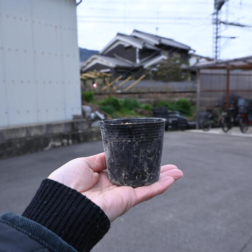 鈴鹿二輪草 ポット苗 多年草 山野草 ニリンソウ