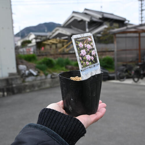梅花カラマツ桃花大輪八重咲 ポット苗 多年草 山野草 バイカカラマツ