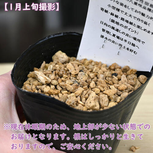 梅花カラマツ桃花大輪八重咲 ポット苗 多年草 山野草 バイカカラマツ