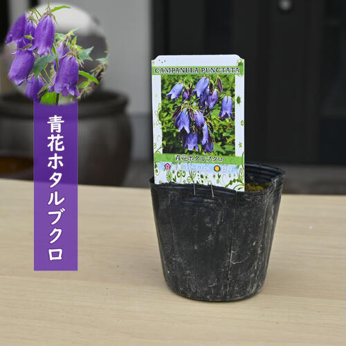 青花ホタルブクロ ポット苗 山野草 宿根草 多年草 蛍袋
