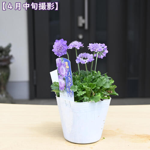 スカビオサブルー ポット苗 山野草 別名マツムシソウ（松虫草）