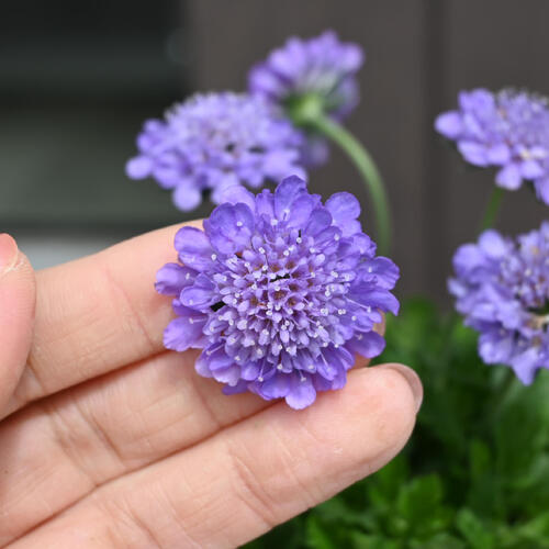 スカビオサブルー ポット苗 山野草 別名マツムシソウ（松虫草）