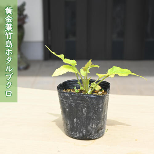 黄金葉竹島ホタルブクロ ポット苗 山野草 宿根草 多年草 蛍袋