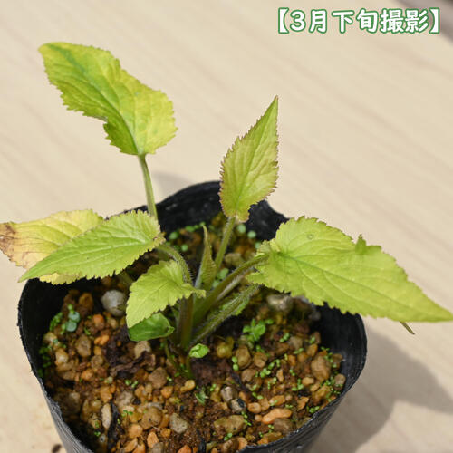 黄金葉竹島ホタルブクロ ポット苗 山野草 宿根草 多年草 蛍袋