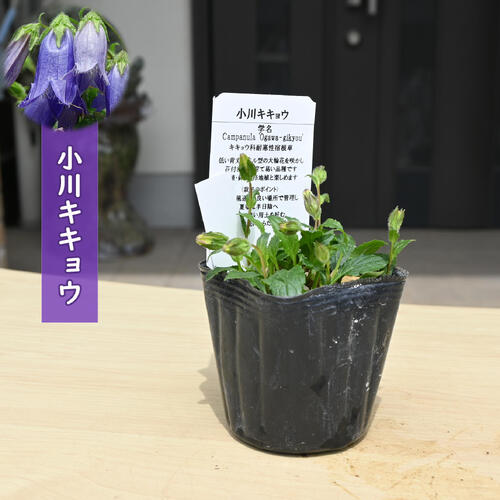 商品画像1