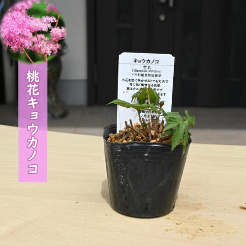 京鹿の子は、古くから日本で栽培されてきた多年草でシモツケソウの仲間です。 初夏に咲くふんわりとした花姿はとても人気があり、茶花にも利用されています。 紅葉にも似た形の良いすっきりとした葉も特徴的です。 名前の由来は京染めの文様「鹿の子絞り」からきています。 ポット苗 ・商品名桃花京鹿ノ子 ・商品の説明 開花期　 6～7月 ・育て方 風通しのよい日当たり～半日陰で管理します。真夏は強光で弱ったり葉焼けしてしまう場合がありますので、夏は涼しい木陰～日陰に移動してください。寒さには強いので寒冷地でも戸外で冬越しできます。冬は地上部がなくなります。基本的に乾いたらたっぷりと水やりをします。 ・特徴バラ科シモツケソウ属日陰に強く、夏の強い日差しと高温多湿を嫌います。 ・梱包と発送方法贈り物としてもお届けができます クロネコヤマト便でのお届けです　 ・注意事項 現物ではございません。数量物の為、若干高さや枝ぶり、花色等が違います 植物は生き物ですので、お届けの時期によって樹姿等は、変わりますのでご了承ください。