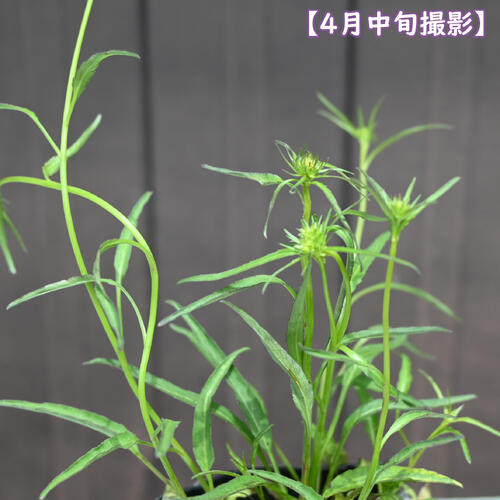 2026年NEW 玉シャジン ポット苗 山野草 宿根草 タマシャジン