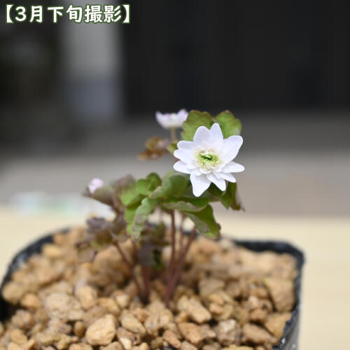 梅花カラマツ白花八重咲 ポット苗 多年草 山野草 バイカカラマツ