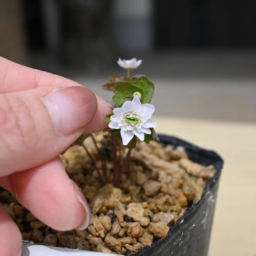梅花カラマツ白花八重咲 ポット苗 多年草 山野草 バイカカラマツ