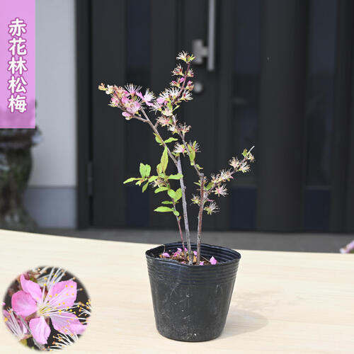 赤花林松梅 ポット苗