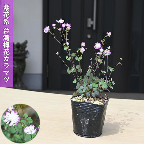 紫花系台湾バイカカラマツ ポット苗 多年草 山野草 梅花カラマツ
