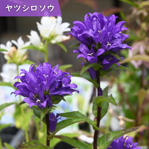 Other - 2026年5月～6月開花 八代草 ポット苗 山野草 多年草 ヤツシロソウ リンドウ咲きカンパニュラ 宿根草