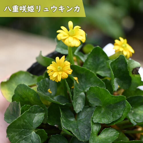 ヒメリュウキンカはイギリスやヨーロッパ大陸に分布しその多くが黄金色花を咲かせる早春の山野草です。 小型のキンポウゲの仲間です。葉はハート形をしており葉模様のバリエーションも豊富です。 光沢があり整った花弁が特徴の品種です。 「八重咲姫リュウキンカ」は、鮮やかな黄色の八重咲品種です。強健で栽培も容易です。 ポット苗 ・商品名八重咲姫リュウキンカ ・商品の説明 開花期　 5月～6月 ・育て方 風通しの良い半日陰で管理しましょう。暑さに弱いため、夏の直射日光が当たる場所は避けましょう。表土が乾いたら、水をたっぷりと与えます。 ・特徴キンポウゲ科キンポウゲ属 ・梱包と発送方法贈り物としてもお届けができます クロネコヤマト便でのbR>お届けです　 ・注意事項 現物ではございません。数量物の為、若干高さや枝ぶり、花色等が違います 植物は生き物ですので、お届けの時期によって樹姿等は、変わりますのでご了承ください。