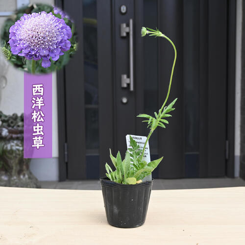 「西洋松虫草」は、ヨーロッパ原産で、秋に爽やかな淡紫～紫色の花を咲かせます。 細長い茎の先に咲く独特の形状を持つ花が特徴で、ガーデニングや切り花として高い人気を誇ります。 宿野草または2年草、環境によって変わる場合がございます。 ポット苗 ・商品名西洋松虫草 ・商品の説明 開花期　 4月～6月 ・育て方 日当たりが良く、水はけの良い場所が適しています。蒸れに弱いので風通しも良ければ最適です。鉢植えの場合は、土が乾いたらたっぷりと与えましょう。 ・特徴マツムシソウ科スカビオサ属 ・梱包と発送方法贈り物としてもお届けができます クロネコヤマト便でのお届けです　 ・注意事項 現物ではございません。数量物の為、若干高さや枝ぶり、花色等が違います 植物は生き物ですので、お届けの時期によって樹姿等は、変わりますのでご了承ください。