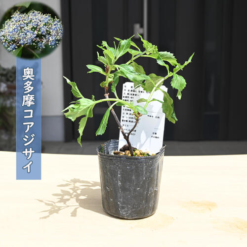 楽天市場】コアジサイ（花・観葉植物｜花・ガーデン・DIY）の通販