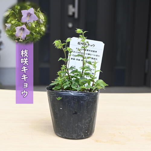 2026年NEW枝咲キキョウポット...
