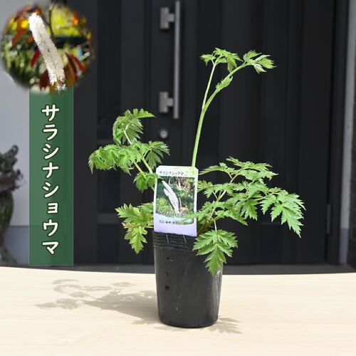「サラシナショウマ」は、大きく切れ込みの入った葉を持ち、長く伸びた茎に長さ20～30センチの花穂を咲かせます。花色は白、蜜線のある花びらは、開花後に落ちて、おしべが長く飛び出します。 ふわふわとした白いブラシのような花に目を奪われます。 ※宿根草のため、花後でのお届けになる場合がございます。 ポット苗 ・商品名サラシナショウマ ・商品の説明 開花期　 8月～10月 ・育て方 風通しの良い半日陰を好みます。鉢植えは、表土が乾いたらたっぷりと水やりしましょう。 ・特徴キンポウゲ科サラシナショウマ属 ・梱包と発送方法贈り物としてもお届けができます クロネコヤマト便でのお届けです　 ・注意事項 現物ではございません。数量物の為、若干高さや枝ぶり、花色等が違います 植物は生き物ですので、お届けの時期によって樹姿等は、変わりますのでご了承ください。