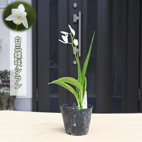 三蝶咲シランは花形が非常に珍しいシランです。 突然変異で2枚の花弁がリップ化し、三蝶咲きと呼ばれる花形となった花変り。 草丈は40～60センチで、性質は丈夫で花付きも良い品種です。 ※発送時期によって、地上部がある時とない時がございます。 ポット苗 ・商品名白三蝶咲シラン ・商品の説明 開花期　3月～6月 ・育て方 日当たりのよい、風通しの良い場所を好みます。適度に湿り気のある用土を好みます。 ・特徴ラン科シラン属暑さ・寒さに比較的強く丈夫で育てやすいです。 ・梱包と発送方法贈り物としてもお届けができます クロネコヤマト便でのお届けです　 ・注意事項 現物ではございません。数量物の為、若干高さや枝ぶり、花色等が違います 植物は生き物ですので、お届けの時期によって樹姿等は、変わりますのでご了承ください。
