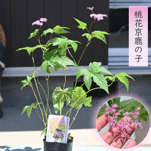 楽天市場】夏雪草 苗の通販