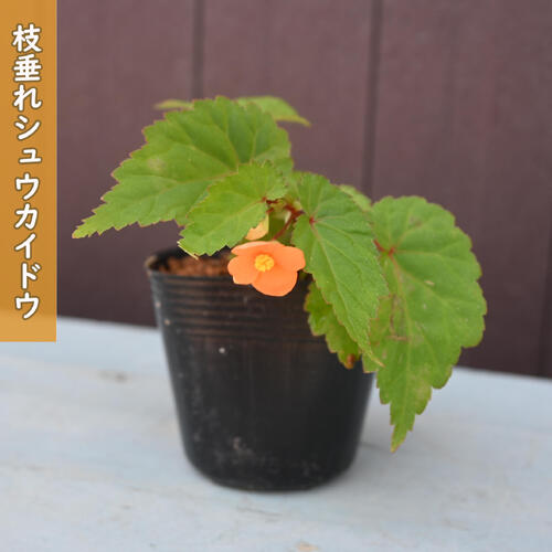 2026年NEW 枝垂れシュウカイドウ ポット苗 秋海棠 山野草 多年草 球根性植物