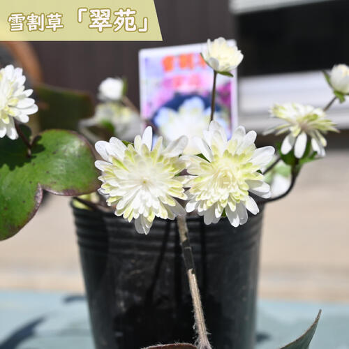 雪割草は春先になると、雪解けの季節から可憐な花を咲かせる山野草です。 花のバリエーションが豊富でファンに人気があります。 このように解け残った雪の間から花を咲かせる様子から「雪割草」と名付けられたとされています。 ポット苗 ・商品名雪割草「翠苑」 ・商品の説明 開花期　2月～5月 ・雪割草の育て方 木漏れ日の下や明るい日陰で風通りの良い場所を好みます。夏場の直射日光は葉を痛めるので注意しましょう。土の表面が乾いたタイミングで鉢底から流れ出るくらいの水をたっぷりと与えましょう。 ・特徴キンポウゲ科ミスミソウ属花付き・花持ちが良いです　 ・梱包と発送方法贈り物としてもお届けができます クロネコヤマト便でのお届けです　 ・注意事項 現物ではございません。数量物の為、若干高さや枝ぶりが違います 植物は生き物ですので、お届けの時期によって樹姿等は、変わりますのでご了承ください。