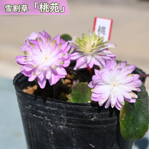 雪割草は春先になると、雪解けの季節から可憐な花を咲かせる山野草です。 花のバリエーションが豊富でファンに人気があります。 このように解け残った雪の間から花を咲かせる様子から「雪割草」と名付けられたとされています。 桃苑は、ピンクと黄ミドリの複雑な花色です。 ポット苗 ・商品名雪割草 ・商品の説明 開花期　2月～5月 ・雪割草の育て方 木漏れ日の下や明るい日陰で風通りの良い場所を好みます。夏場の直射日光は葉を痛めるので注意しましょう。土の表面が乾いたタイミングで鉢底から流れ出るくらいの水をたっぷりと与えましょう。 ・特徴キンポウゲ科ミスミソウ属花付き・花持ちが良いです　 ・梱包と発送方法贈り物としてもお届けができます クロネコヤマト便でのお届けです　 ・注意事項 現物ではございません。数量物の為、若干高さや枝ぶりが違います 植物は生き物ですので、お届けの時期によって樹姿等は、変わりますのでご了承ください。