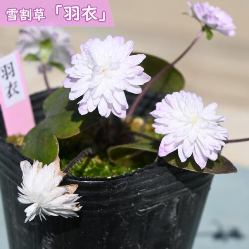 雪割草は春先になると、雪解けの季節から可憐な花を咲かせる山野草です。 花のバリエーションが豊富でファンに人気があります。 このように解け残った雪の間から花を咲かせる様子から「雪割草」と名付けられたとされています。 ポット苗 ・商品名羽衣 ・商品の説明 開花期　2月～5月 ・雪割草の育て方 木漏れ日の下や明るい日陰で風通りの良い場所を好みます。夏場の直射日光は葉を痛めるので注意しましょう。土の表面が乾いたタイミングで鉢底から流れ出るくらいの水をたっぷりと与えましょう。 ・特徴キンポウゲ科ミスミソウ属花付き・花持ちが良いです　 ・梱包と発送方法贈り物としてもお届けができます クロネコヤマト便でのお届けです　 ・注意事項 現物ではございません。数量物の為、若干高さや枝ぶりが違います 植物は生き物ですので、お届けの時期によって樹姿等は、変わりますのでご了承ください。