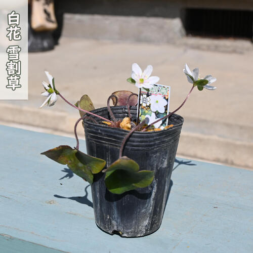 雪割草は春先になると、雪解けの季節から可憐な花を咲かせる山野草です。 花のバリエーションが豊富でファンに人気があります。 このように解け残った雪の間から花を咲かせる様子から「雪割草」と名付けられたとされています。 ポット苗 ・商品名雪割草 ・商品の説明 開花期　2月～5月 ・雪割草の育て方 木漏れ日の下や明るい日陰で風通りの良い場所を好みます。夏場の直射日光は葉を痛めるので注意しましょう。土の表面が乾いたタイミングで鉢底から流れ出るくらいの水をたっぷりと与えましょう。 ・特徴キンポウゲ科ミスミソウ属花付き・花持ちが良いです　 ・梱包と発送方法贈り物としてもお届けができます クロネコヤマト便でのお届けです　 ・注意事項 現物ではございません。数量物の為、若干高さや枝ぶりが違います 植物は生き物ですので、お届けの時期によって樹姿等は、変わりますのでご了承ください。
