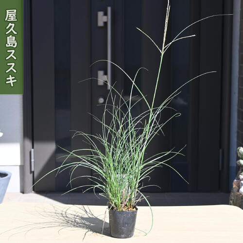 屋久島ススキは、草丈が高くならず、葉もイトススキのようにとても細いススキです。 庭のグランドカバーや下草として使われることが多いです。耐暑性・耐寒性が高く、荒れ地でも良く育つので 育てやすい植物です。春以降の葉姿・秋の穂・冬の枯れススキと年間通して観賞できます。 ススキはガーデンニングが盛んなイギリスやドイツでも人気が高く、品種改良も盛んです。 和風にも近代的なモダンガーデンにもマッチします。 水を出来るだけ使わないようにして作るドライガーデンなど、環境配慮型ガーデンでも使われています。 ススキは冬には上部が枯れますが、地中では枯れず春を待ちます。 春になると新しい葉が出てきます。 成長が早く増殖するので、庭植えする場合は植える場所を考慮しましょう。 増殖を抑えたい場合は鉢植えで育てるのもよいです。 ※ススキは冬になると地上部が枯れる特徴があります 山野草 ・商品名屋久島ススキ ・育て方日当たりと風通しの良い環境が良いです。ススキの仲間は排水が悪い土質でなければ、あまり土質を選びません。 ・特徴イネ科ススキ属 ・梱包と発送方法贈り物としてもお届けができます クロネコヤマト便でのお届けです　 ・注意事項 現物ではございません。数量物の為、若干高さや枝ぶり、花色等が違います 植物は生き物ですので、お届けの時期によって樹姿等は、変わりますのでご了承ください。