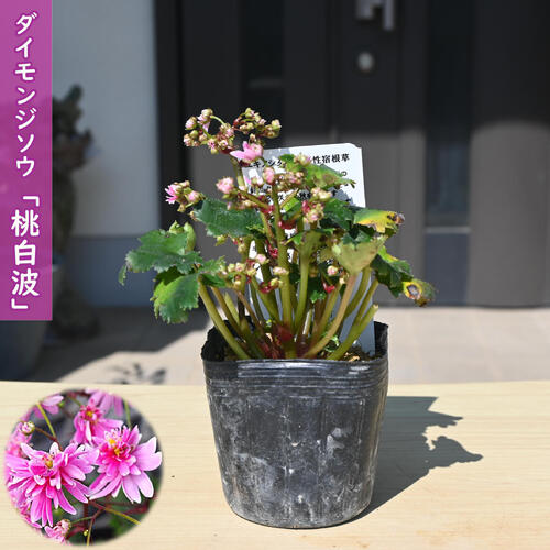 大文字草は北海道から九州まで自生している秋の代表的な山野草で、5枚の花弁が「大」の字に見えることから大文字草（ダイモンジソウ）と呼ばれています。 山野草の中でも丈夫で栽培しやすく、山野草の初心者の方にもおすすめです。 近年では品種改良が進み、多彩な花色や花型が楽しめます。 「桃白波」は、桃色で美しい千重咲きで、細い花弁が不規則に開いていく品種です。 ※お届け時期によってはお花が付いていない場合がございます ※現品ではなく同等品のお届けとなります。 大文字草 ・商品名桃白波 ・商品の説明 開花期：9月～11月 ・大文字草の育て方 風通しのよい明るい日陰で育てます。早春は日に当てた方がしまった良い株に育ちますが5月以降は直射日光を当てないようにします。水を好みますので、常に湿り気がある状態に与えましょう。 ・特徴ユキノシタ科ユキノシタ属濃桃色の八重咲きの花を咲かせます ・梱包と発送方法贈り物としてもお届けができます クロネコヤマト便でのbR>お届けです　 ・注意事項 現物ではございません。数量物になりますので、若干高さや花姿は変わります。植物は生き物ですので、お届けの時期によって樹姿等は、変わりますのでご了承ください。