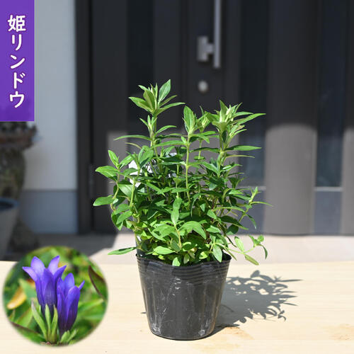 リンドウは秋の山野草の代表的なものです。「枕草子」でも記述がある程、日本で古くから親しまれている植物です。 主に根が生薬にされ、その味が「竜の肝のように苦い」と評されたことから、中国では「竜胆」と名づけられました。それが日本に伝わり「リュウタン」と呼ばれていましたが、いつの間にかなまって「リンドウ」となったようです。 「姫リンドウ」は、小型で可憐な青花を咲かせます。 コンパクトに育つので鉢植えや寄せ植えに最適です。 ※表示の開花期間中であっても、開花が終了している場合がございます。 ポット苗 ・商品名姫リンドウ ・商品の説明 開花期　9月～10月 ・リンドウの育て方 半日陰の風通しの良い場所で管理しましょう。水やりは乾いたらたっぷりと与えます。 ・特徴リンドウ科リンドウ属 ・梱包と発送方法贈り物としてもお届けができます クロネコヤマト便でのお届けです　 ・注意事項 現物ではございません。数量物の為、若干高さや枝ぶりが違います 植物は生き物ですので、お届けの時期によって樹姿等は、変わりますのでご了承ください。 1月から4月は刈り込んだ状態でのお届けとなります。