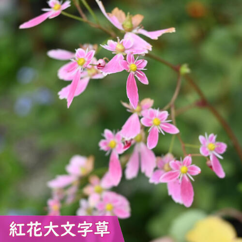 大文字草は北海道から九州まで自生している秋の代表的な山野草で、5枚の花弁が「大」の字に見えることから大文字草（ダイモンジソウ）と呼ばれています。 山野草の中でも丈夫で栽培しやすく、山野草の初心者の方にもおすすめです。 近年では品種改良が進み、多彩な花色や花型が楽しめます。 紅花大文字草は、実生苗ですので花形や花色は株ごとに様々ですが、濃い紅色～桃色の色幅になります。 大文字草 ・商品名紅花 ・商品の説明 開花期：9月～11月 ・大文字草の育て方 風通しのよい明るい日陰で育てます。早春は日に当てた方がしまった良い株に育ちますが5月以降は直射日光を当てないようにします。水を好みますので、常に湿り気がある状態に与えましょう。 ・特徴ユキノシタ科ユキノシタ属 ・梱包と発送方法贈り物としてもお届けができます クロネコヤマト便でのbR>お届けです　 ・注意事項 現物ではございません。数量物になりますので、若干高さや花姿は変わります。植物は生き物ですので、お届けの時期によって樹姿等は、変わりますのでご了承ください。