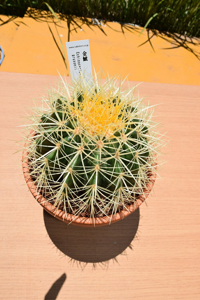 サボテンの王様金鯱サボテン ミニ盆栽 植木鉢 キンシャチ 園芸百貨店何でも揃うこぼんさい金鯱は ぼんさい サボテンの王様と呼ばれています