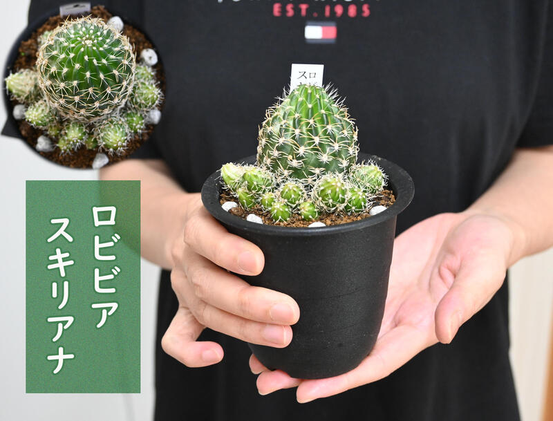 現品 サボテン ロビビア スキリアナ 3号 ぽこぽこ増える花サボテン 多肉植物のサムネイル