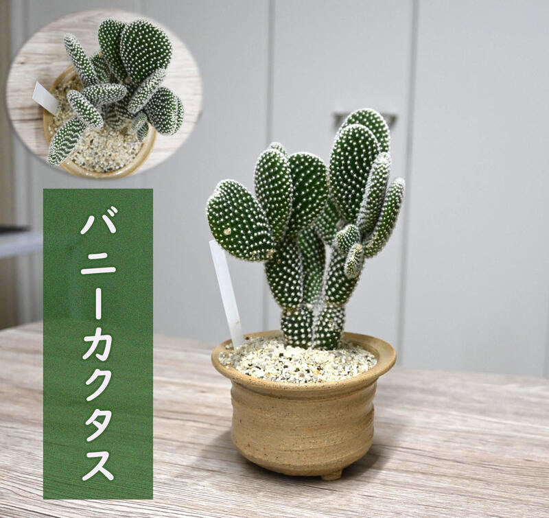 サボテン バニーカクタス 鉢植え オプンチア族 多肉植物 白桃扇 可愛い ウチワサボテン うさ耳