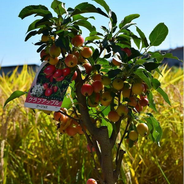 楽天市場 鉢植えりんご年お誕生日の鉢植えの贈り物に姫りんごクラブアップル 小さなリンゴのような可愛らしい実をたくさんつけます りんご 園芸百貨店何でも揃うこぼんさい
