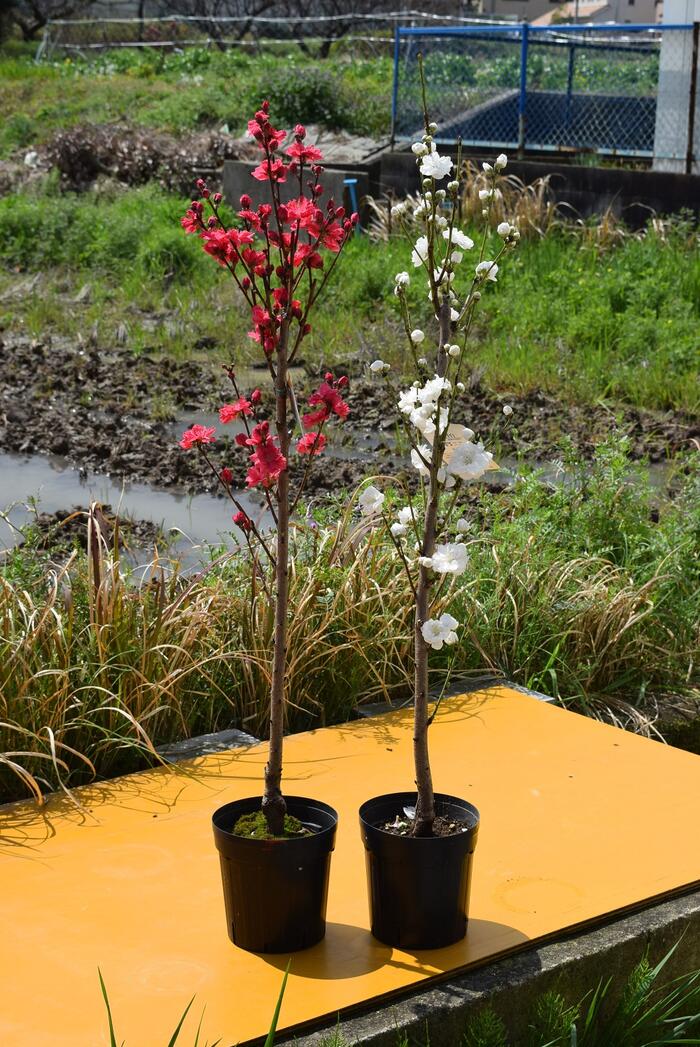 2023年4月開花苗紅白花桃苗木セット照手紅桃苗・白照手花桃苗(ハナモモ)セット】プラ鉢 シンボルツリー 記念樹 狭いスペース ほうき立ち性　紅色　白色　ホワイト　紅白セット花桃　落葉樹　ひな祭