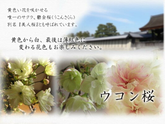 楽天市場 プレゼントに桜鉢植えウコン桜鬱金桜桜鉢植4月頃開花 園芸百貨店何でも揃うこぼんさい 楽天市場 プレゼントに桜鉢植えウコン桜鬱金桜桜鉢植4月頃開花 園芸百貨店何でも揃うこぼんさい
