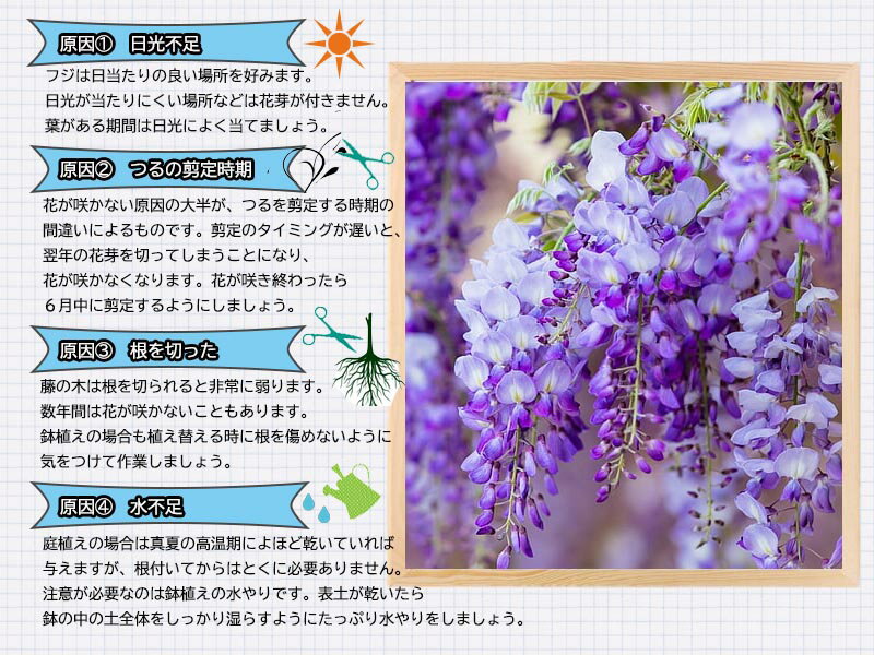 楽天市場 育てる楽しみ藤盆栽黒竜藤22年4月開花藤盆栽となります 高貴な紫と 香りがすばらしい 藤盆栽 園芸百貨店何でも揃うこぼんさい