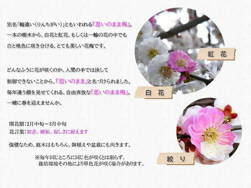楽天市場 思いのまま梅 梅盆栽ボンサイ咲き分け梅梅 思いのまま 咲き分け梅 盆栽向け 21年花芽付 0芽以上花梅盆栽 園芸百貨店何でも揃うこぼんさい