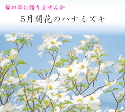 プレゼントにおススメ花芽付2024年4月開花ハナミズキクラウドナイン開花苗記念の植樹に白花のハナミズキ花水木シンボルツリー 【ハナミズキ 苗木】　ハナミズキ白花　クラウドナイン