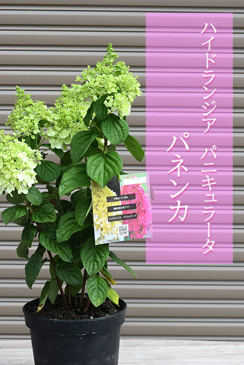 商品画像2