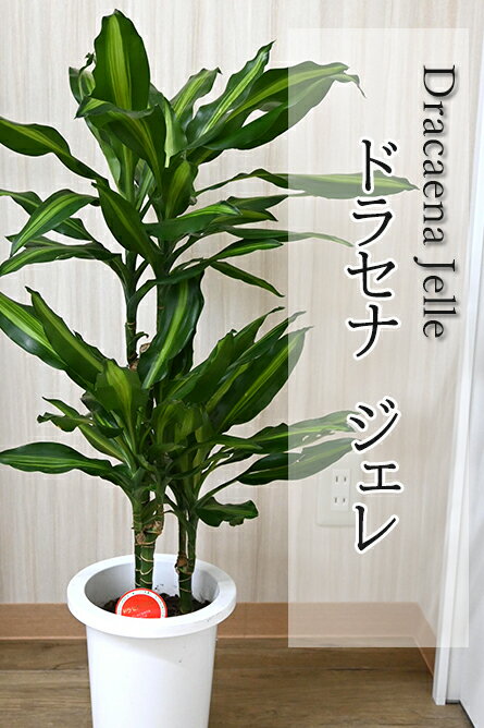 9月下旬から10月上旬のお届け。お部屋のリビングには幸福の木ドラセナ・ジェレ鉢入りドラセナ 観葉植物珍しい観葉植物幸福風水縁起の良い木