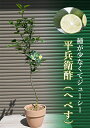 果樹鉢植え鉢植え家庭果樹平兵衛酢 へべす テラコッタ鉢入り柑橘類栄養価が高いビタミンCが豊富へべス果樹鉢植え