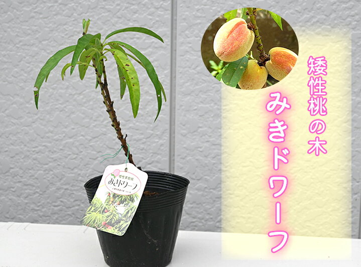 ミキドワーフモモ桃鉢植え用モモ果樹苗みきドワーフ　苗もも矮性コンパクトのもも