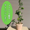 2025年食べれるレモンを収穫が鉢植えで楽しめます果樹鉢植えサイパンレモン テラコッタ鉢入り柑橘類檸檬
