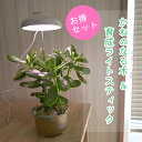 金のなる木と育成ライトスティック セット植物のための育成ライトスティックLEDライト室内でも育てられる
